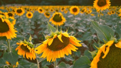 headphonik – field of sunflower during daytime – Photo by Kike Algarra