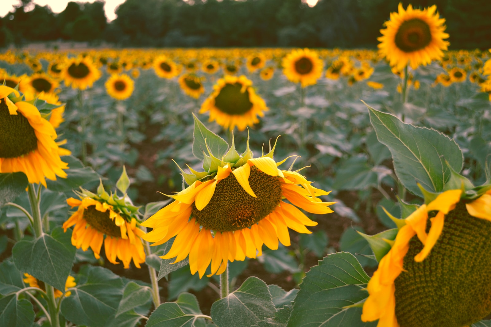 headphonik - field of sunflower during daytime