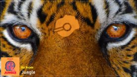 headphonik – Mar Malade – Jungle